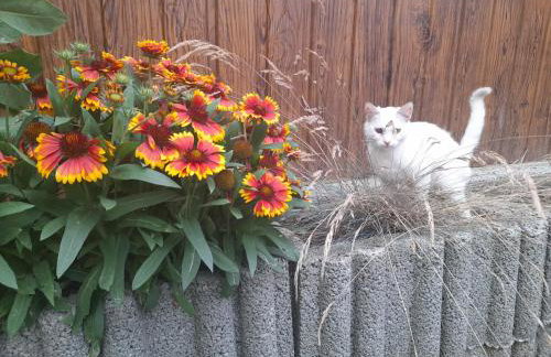 Domek u Jaśka - Foto 20