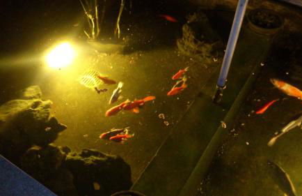 Holiday home Monte das Azinheiras - Foto 28