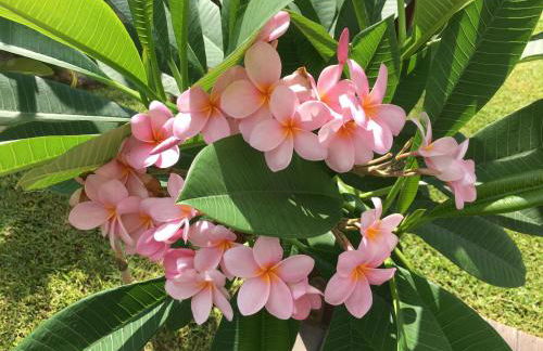 Villa Araucaria - Foto 49