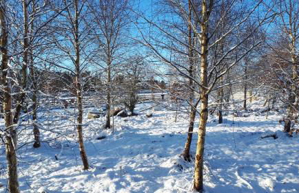 Woodland Lodge Mither Tap - Foto 7