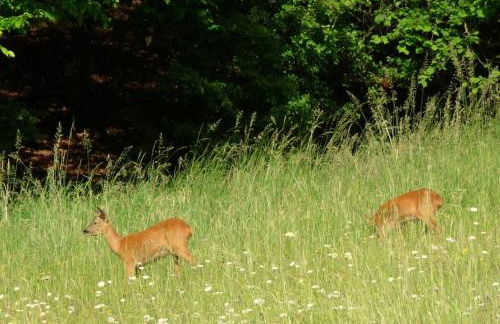 "Haus Saskia" - Foto 9