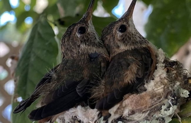 Hummingbird Haven by Avantstay Dog-friendly Near the Beach Huge Yard Hot Tub - Foto 63