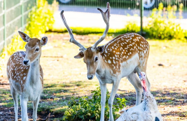 Detached Bungalow With a Dishwasher Near Leeuwarden - Foto 30