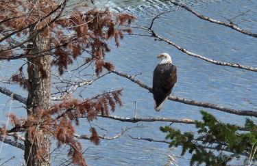 Cozy Mountain Home with Great Views, Deck & WiFi - Photo 37