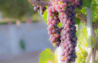 Agriturismo Il Megalite - Foto 66