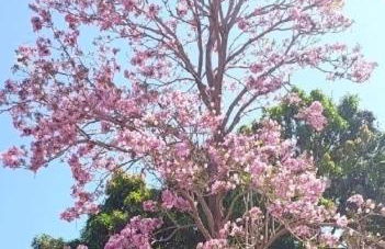 CASA MOTO GP BRASIL GYN - 11 Acomodações - Foto 2