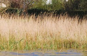 La Casita de la bahía - Foto 2