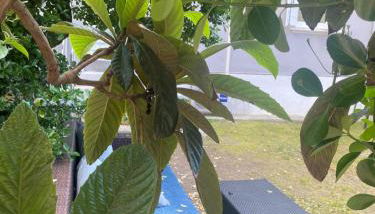 Casa Elisa 10 B - Foto 4, Garden view