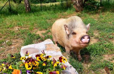AGRITURISMO AZIENDA AGRICOLA FERRARI M.RITA - Photo 25