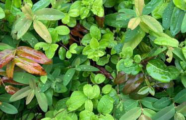 Gîte Coccinelle - Foto 31