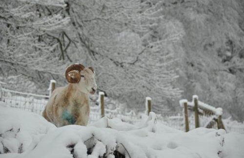 Donkey Shed - Foto 10