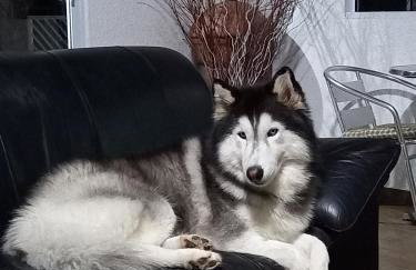 Querência MaeDa - Photo 46