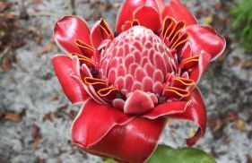 REFUGIO DO SAGRADO MORERE Tropical Lodge - A Casa do Vigía - Foto 80