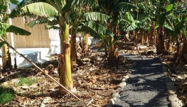 Finca Don Victor - Foto 4, Garden view