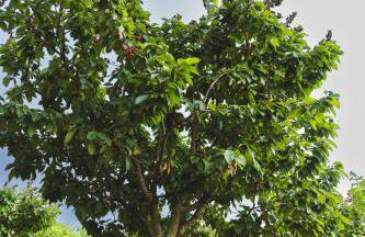 Casa das Nogueiras - Foto 35