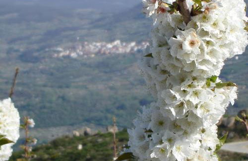 Abuela Pastora - Foto 31