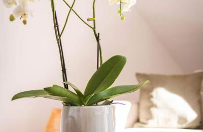 Apartment am Kurpark mit traumhafter Terrasse - Foto 7