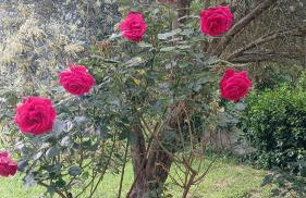 El Paller Mas Vidalou - Foto 17