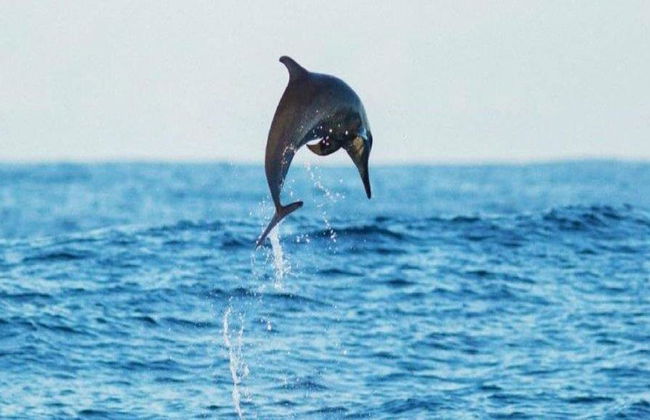 Una emocionante aventura marina por la Costa de Oaxaca - Tour - Foto 1