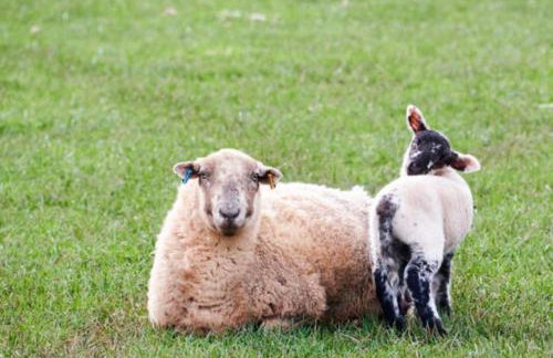 Orchard Lodge-Coastal Retreat, newly built hideaway with village views and private terrace - Foto 55