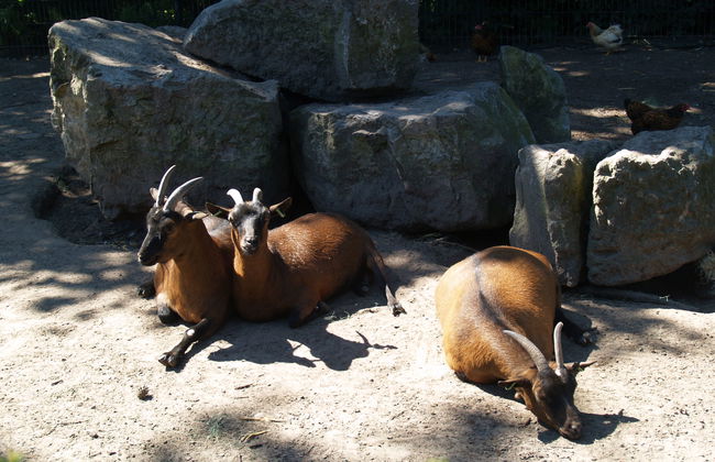 4 bedroom House in Lochem with swimming pool and terrace - Photo 13