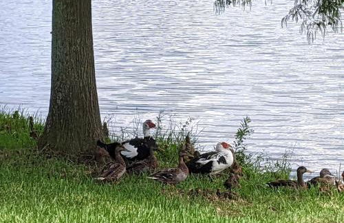 Pondside Perch - Your Waterfront Retreat home - Foto 53