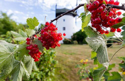 Windmill vacation home in Ledzin near Baltic Sea - Foto 7