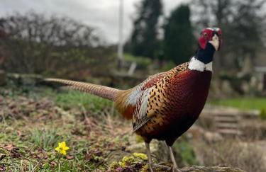 Stanton Lodge Cottage - sleeps 5 - Foto 34