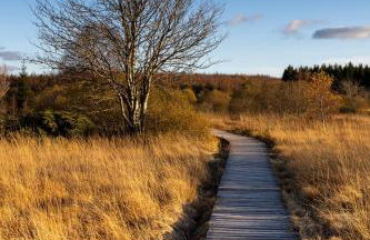 FERIENHAUS FERIENWOHNUNG EIFEL-ARDENNEN BLOCKHAUS Viebighaus - Foto 28