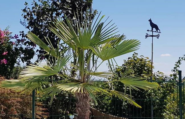 Chez Minnie - Photo 22