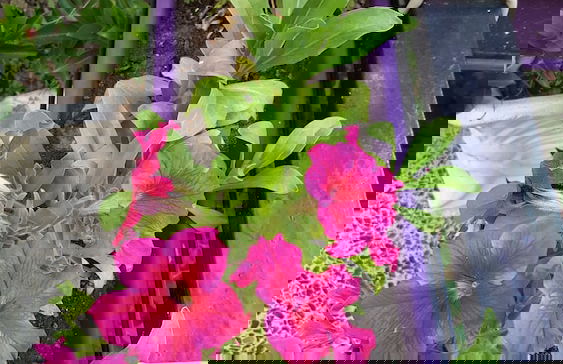 Natalie Apartments - Photo 46