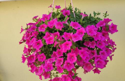 Margarita - Photo 56