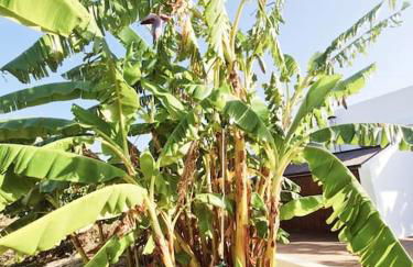 LECÉLESTE - Foto 18