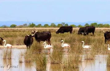 Maison climatisée avec piscine chauffée - Photo 29