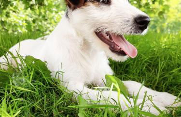 Agriturismo Antica Corte - Foto 22