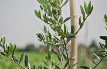 Agriturismo Quadrifoglio Relax - Foto 91