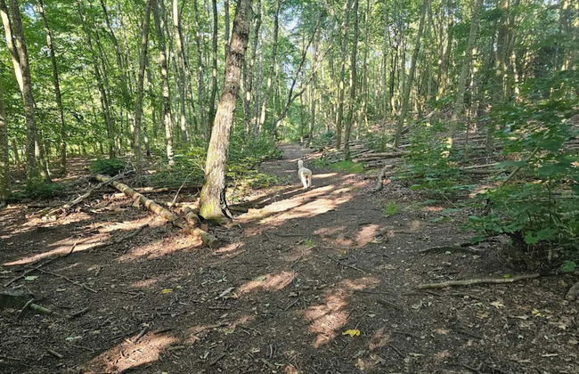 Tranquil Lakeside Retreat in Ry-by Traum - Foto 6