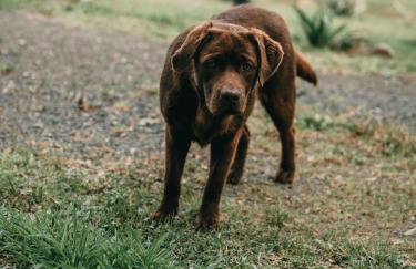 Alma Cabanas De Altitude - Urubici - Photo 49