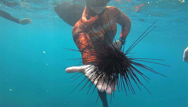 Costa Adeje Snorkelling Experience - Foto 2