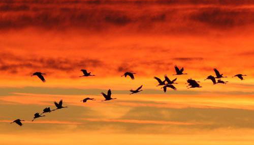 Séjour bucolique au lac du der - Foto 2