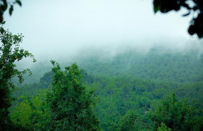 The Pear County - Foto 26