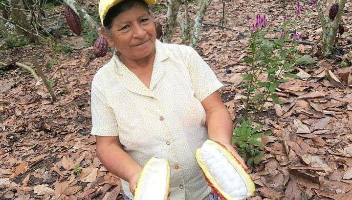 Taste the ripe cocoa pulp