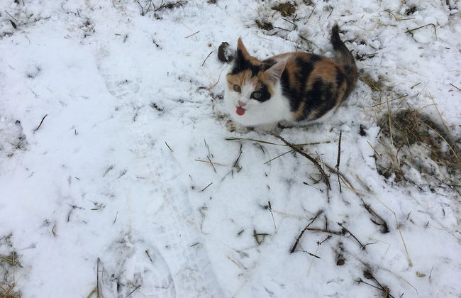 Familienfreundlicher Urlaub im Landhaus Obergude - Foto 25