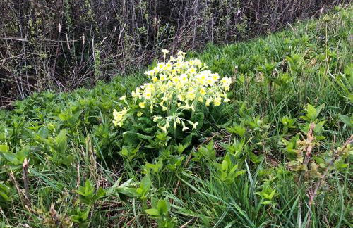 Myrtleberry Studio BnB - Foto 43