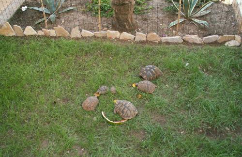 Villa Dusanka - Foto 33