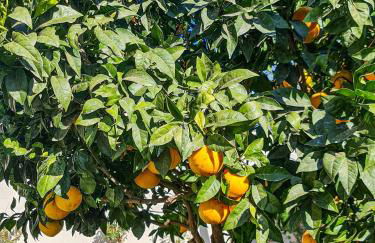 Casa CAMPOAMOR - Foto 50