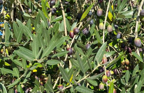 Tenuta Sovestro - Agriturismo e Winery - Photo 150