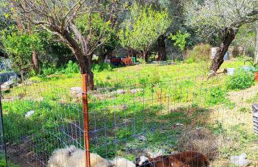 Nature House Vlatos - Foto 17