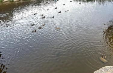 Cómodo chalet en la playa con gran patio exterior cerca del MET Y Campo de Golf - Photo 28