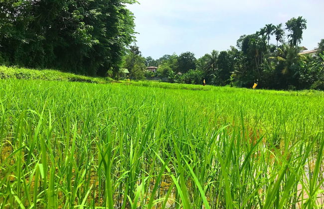 Horahena Farm Stay - Foto 32